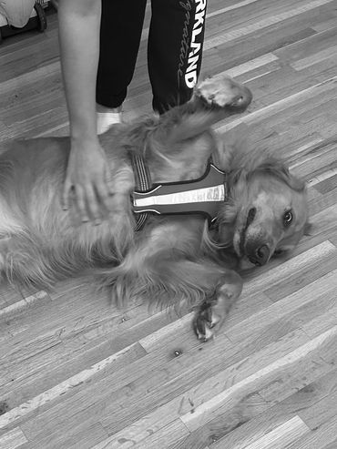 Dog getting tummy rubbed