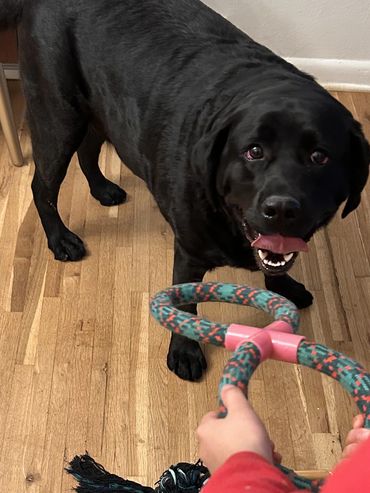 Dog playing with toy