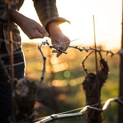 Hand-picked grapes and traditional methods of winemaking  produce superior wines.