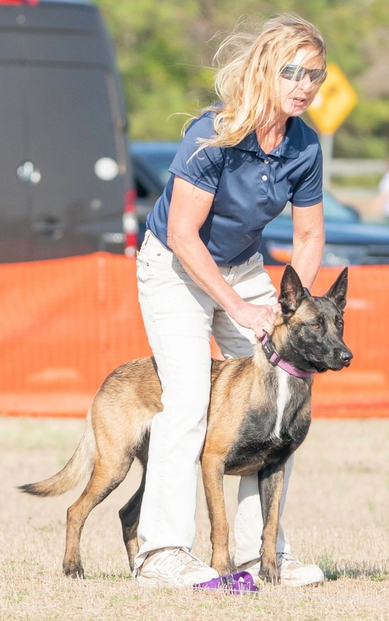Belgian Malinois competing in cat