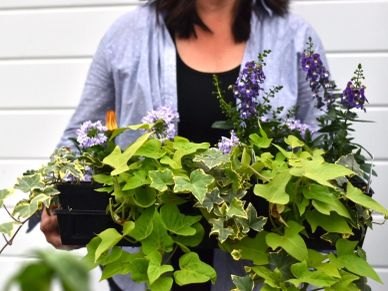 Person holding trays of green and purple flowering plants.