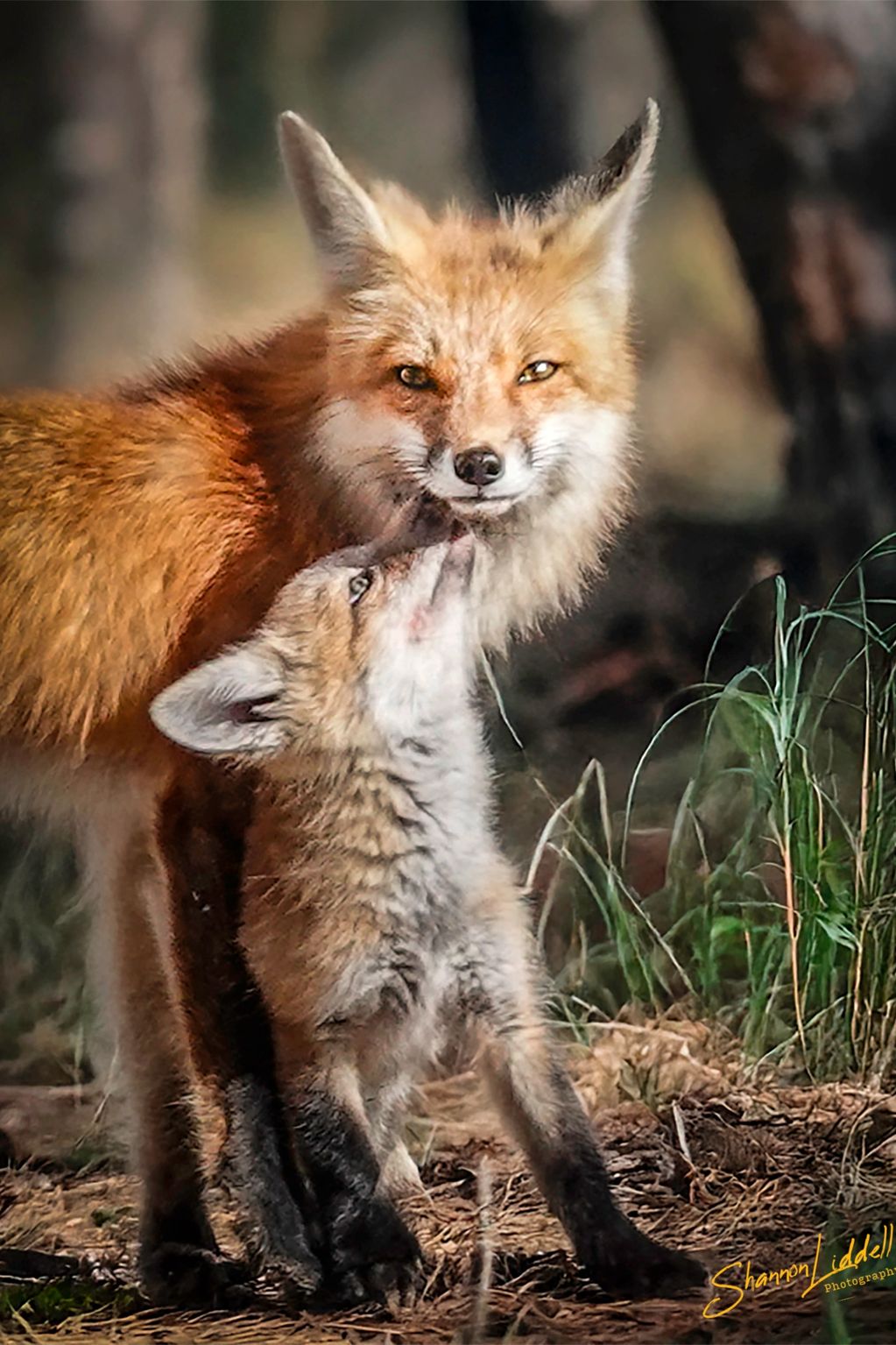 A fox pup nuzzles its mother affectionately in a natural setting.
