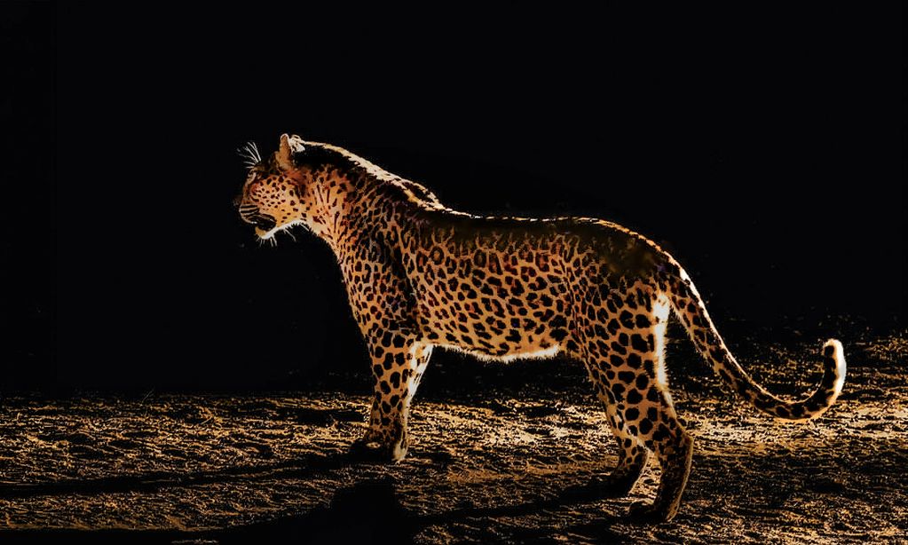 This magnificent leopard stands in perfect profile, frozen in a moment of quiet authority between th
