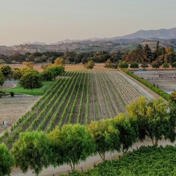 Vineyard from above, Los Olivos District AVA, Santa Ynez, Santa Barbara Wine Country.  Grape vines.