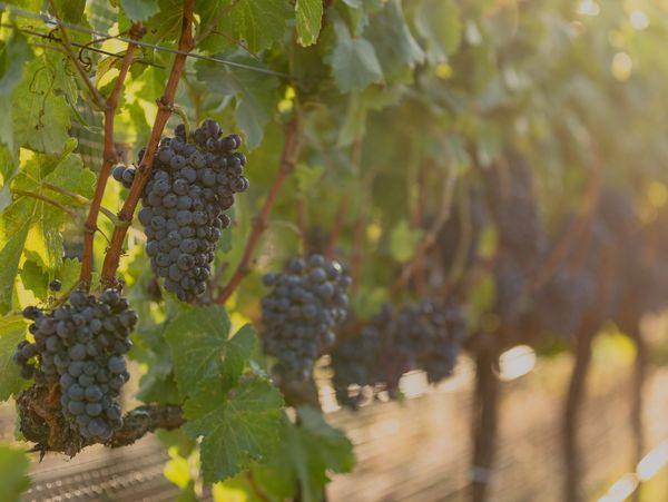 Grenache grapes nearing harvest, sun shining in the vineyard.