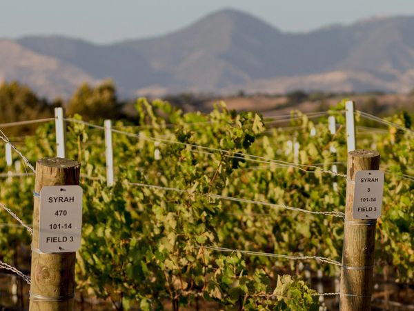 Syrah grapes, clone 470, in Lyons Vineyard, Santa Ynez, Los Olivos District AVA, California