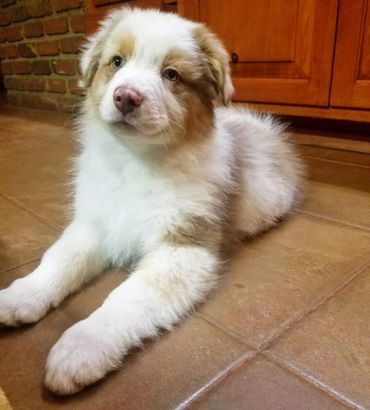 Red Merle Australian Shepherd For Sale