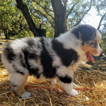 Blue Merle Australian Shepherd For Sale
