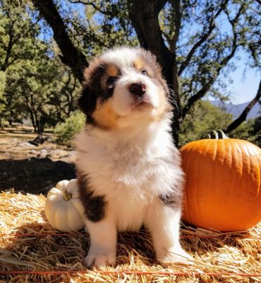 Black Tri Australian Shepherd For Sale