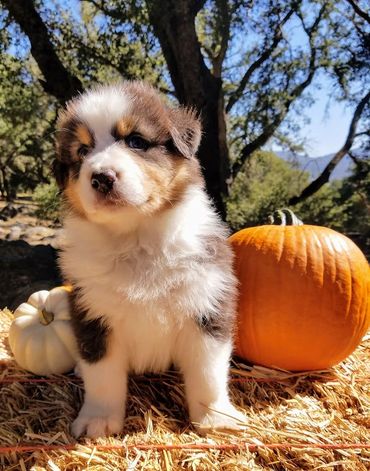 Black Tri Australian Shepherd For Sale