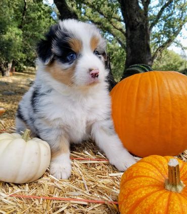 Blue Merle Australian Shepherd For Sale
