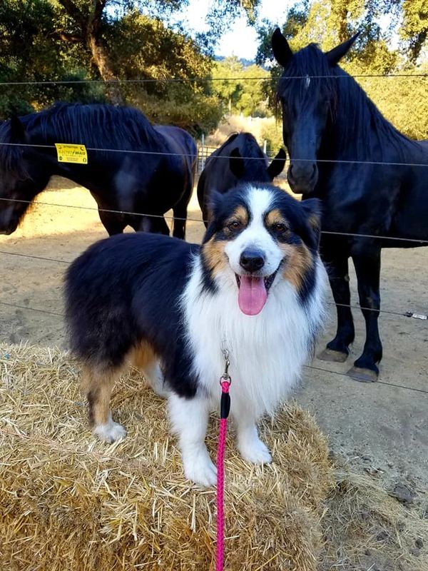 Black Tri Australian Shepherd Ranch Dog