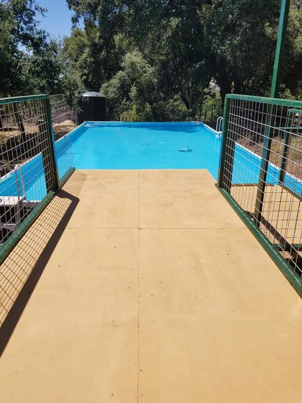 Australian Shepherd Dock Diving Pool