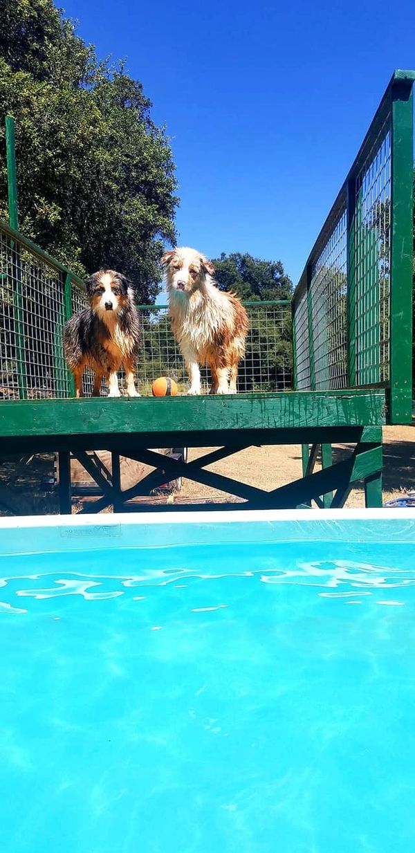 Blue Merle and Red Merle Australian Shepherd in Dock Diving Pool