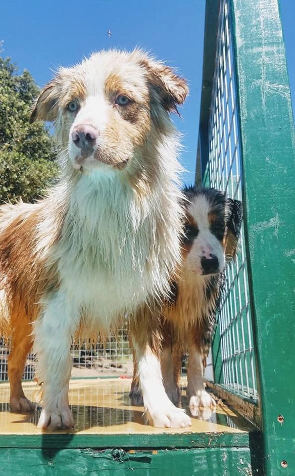 Red Merle Australian Shepherd