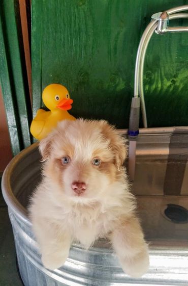 Red Merle Australian Shepherd For Sale