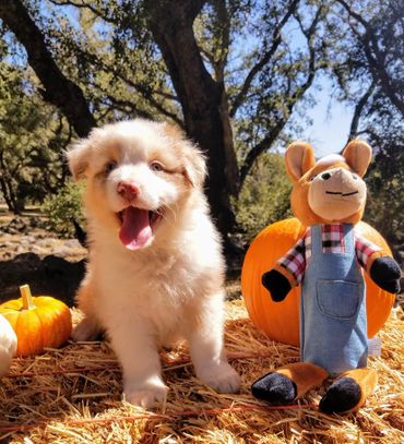 Red Merle Australian Shepherd For Sale