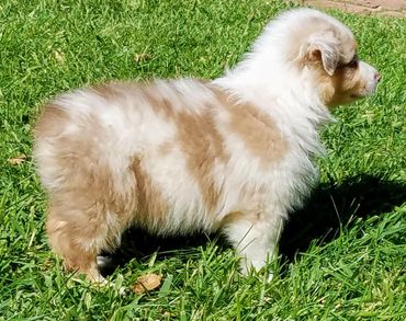 Red Merle Australian Shepherd For Sale