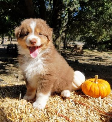 Red Tri Australian Shepherd For Sale