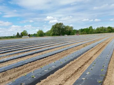 Rows of young plants growing in a large, prepared agricultural field under a partly cloudy sky.