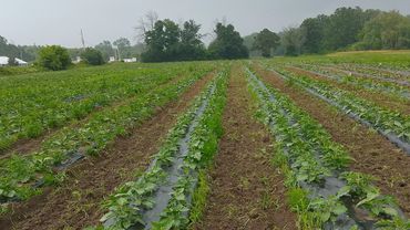 Rows of green plants growing in a large agricultural field under an overcast sky.