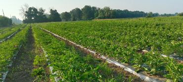 Lush green crops growing in orderly rows on a farm field under clear skies.