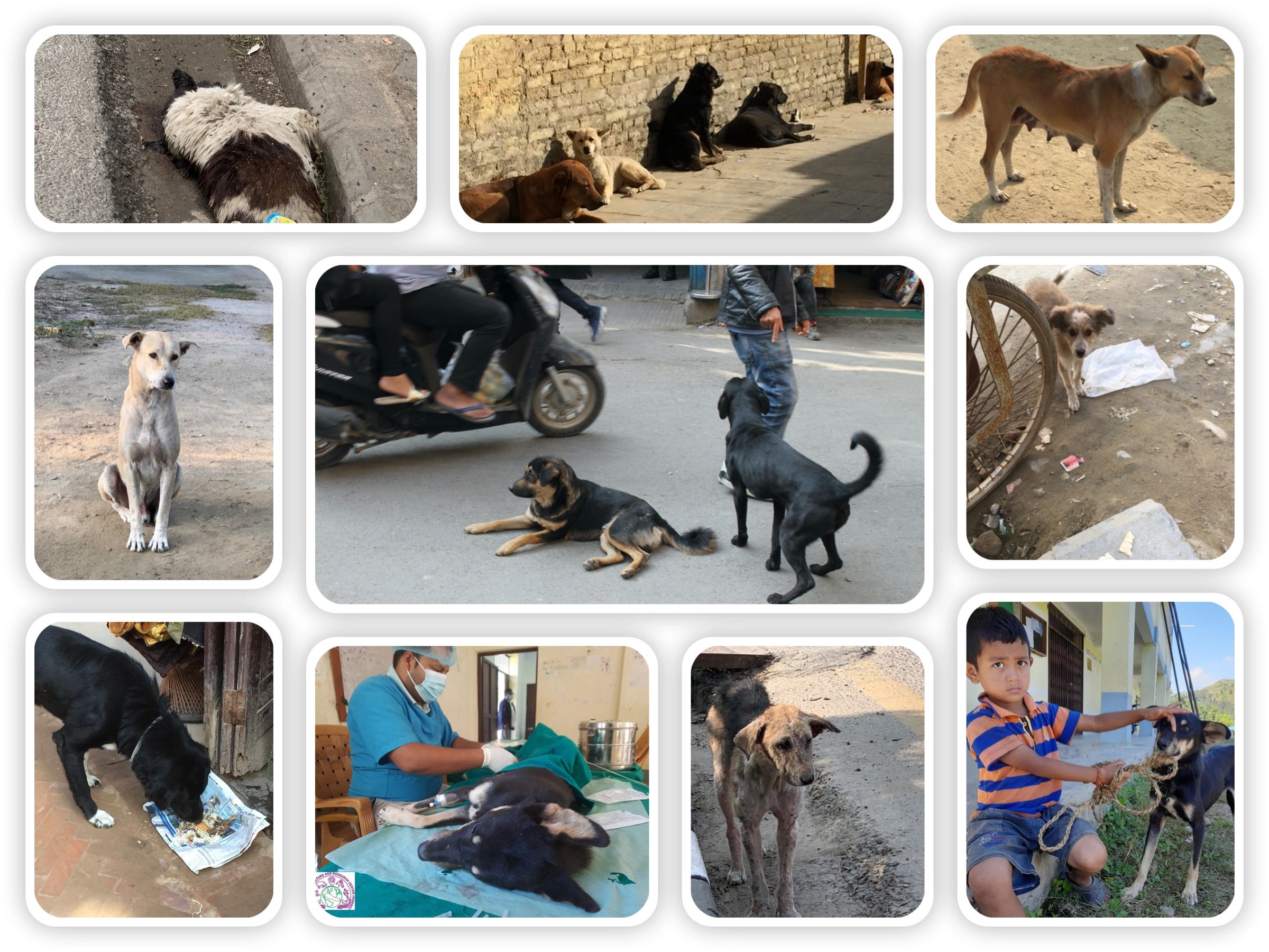 Collage of Street Dogs Photos