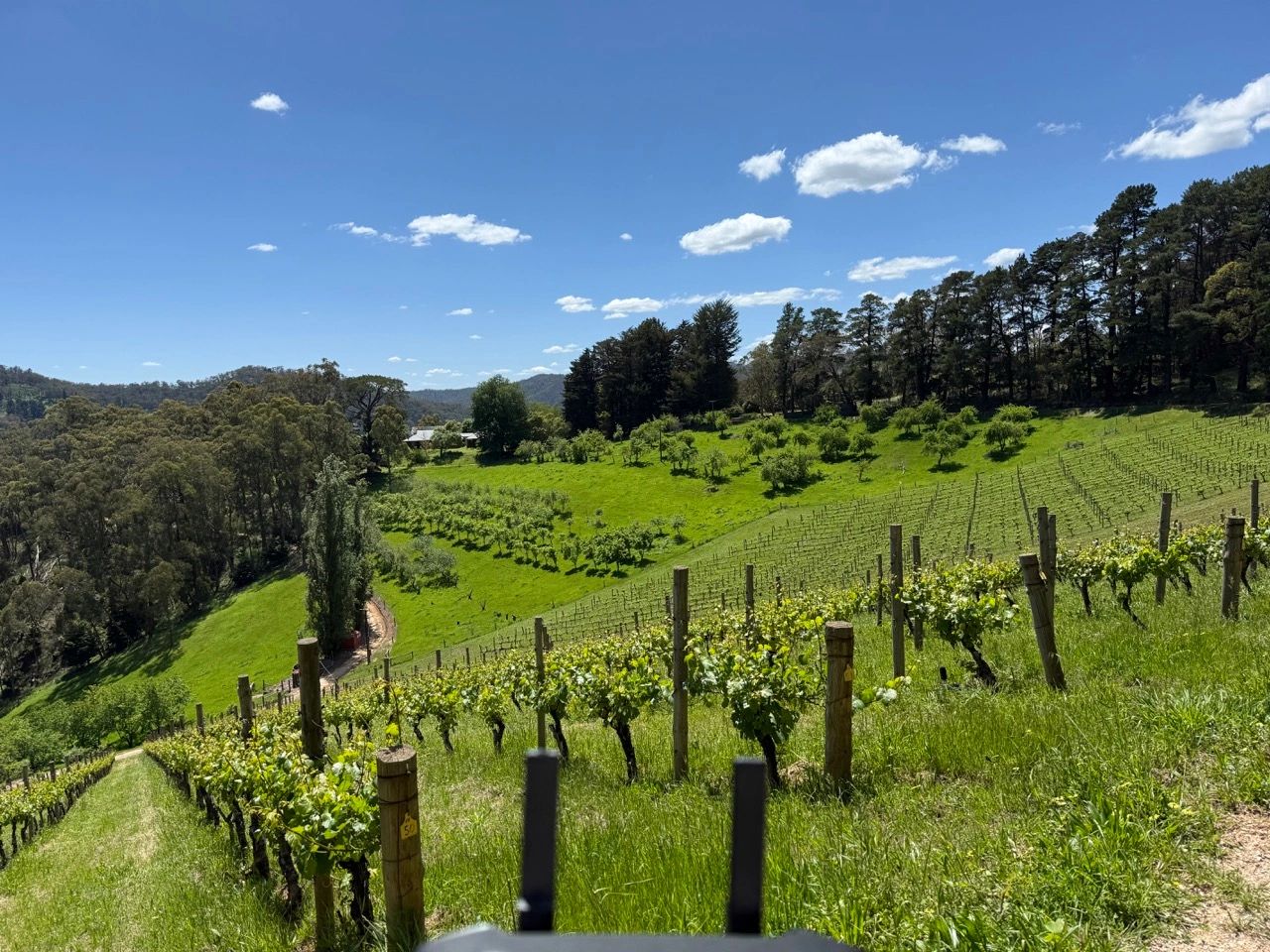 Sunny vineyard on a hillside under a clear blue sky.