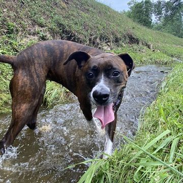 Dog playing in stream