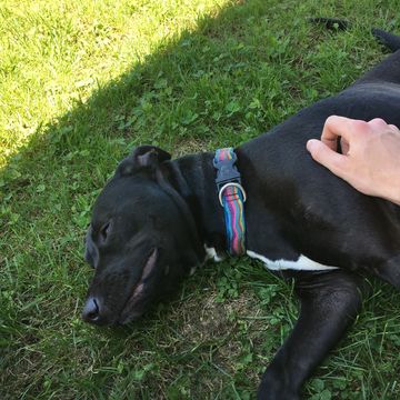 Dog lying down in grass