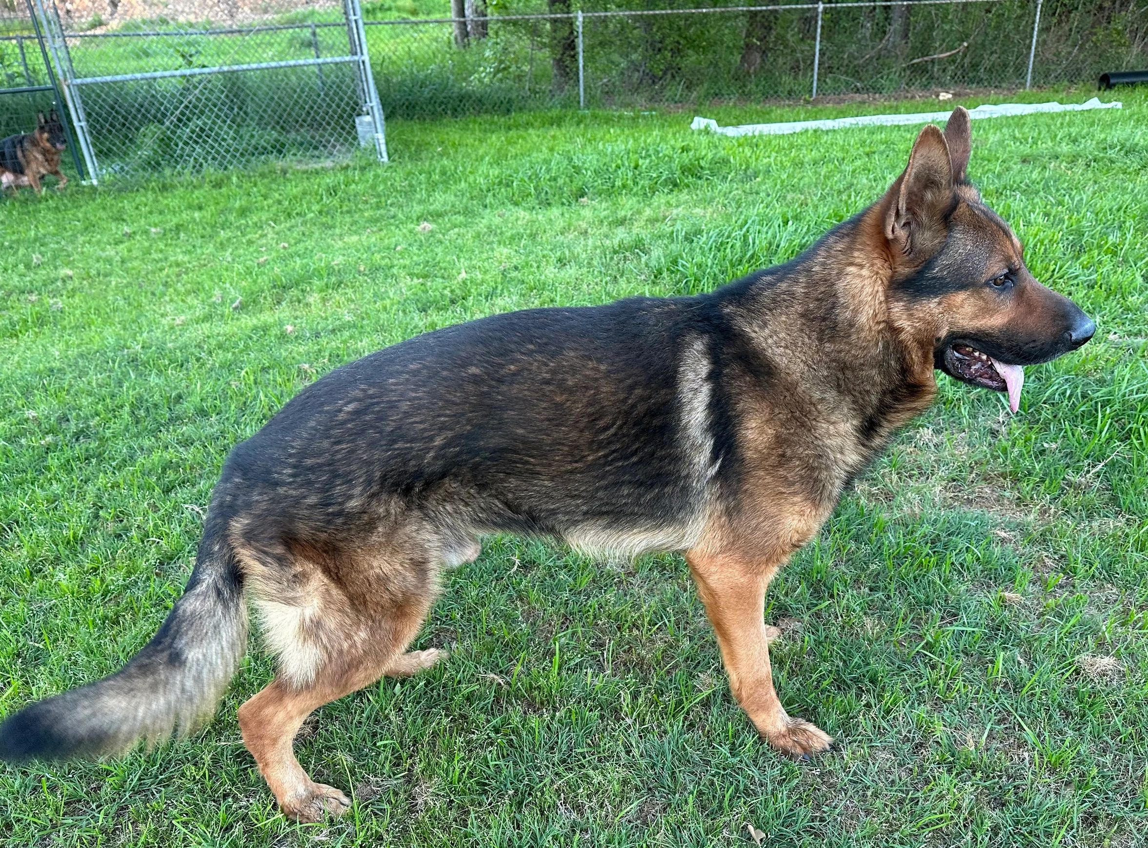 Timo Vom Metzner OFA Hips Good / Elbows Normal
39 months