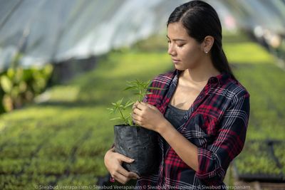 Transplanting Cannabis plants.