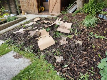 Cardboard sheets spread over a garden bed for weed control.