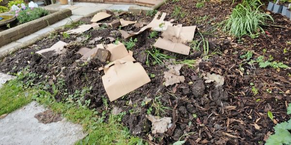 Cardboard sheets spread over a garden bed for weed control.