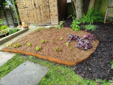 Freshly mulched garden bed with young plants and a wooden shed in the background.