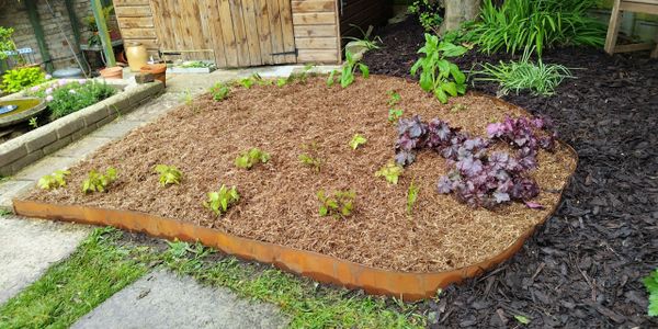 Freshly mulched garden bed with young plants and a wooden shed in the background.