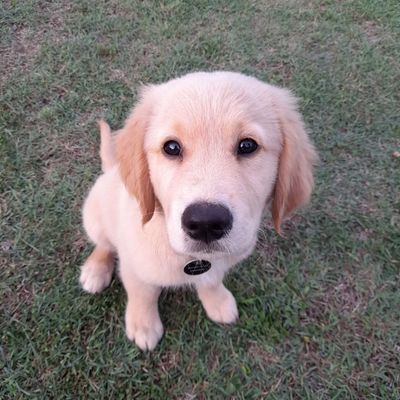 puppy preschool sunshine coast