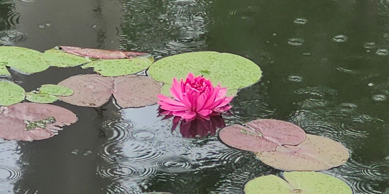 Pink water lily with raindrops on water surface.