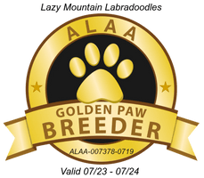 ALAA Multigen Australian Labradoodles in Alaska