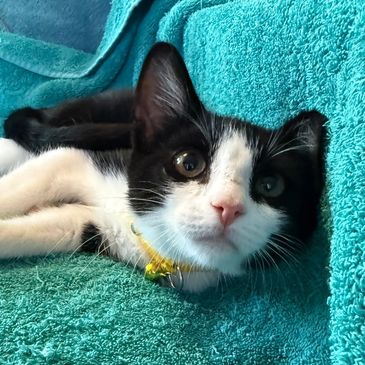 Black and white cat lying on a teal towel.