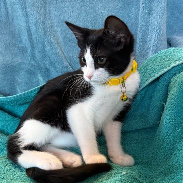 Black and white kitten wearing a yellow collar sitting on a blue towel.