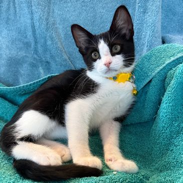 Black and white kitten with a yellow collar on a blue towel.