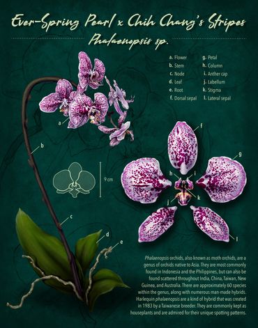 Anatomy of an Orchid