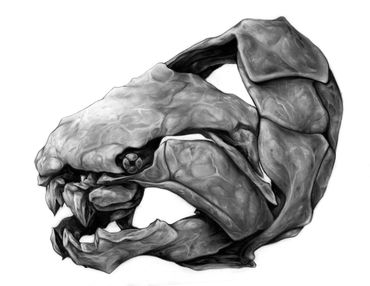 Dunkleosteus Skull Study