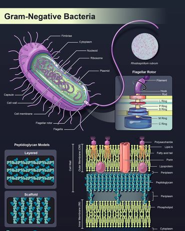 Gram-Negative Bacteria
