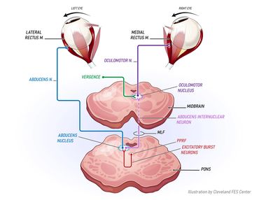 Saccadic Movements of Medial and Lateral Rectus Muscles