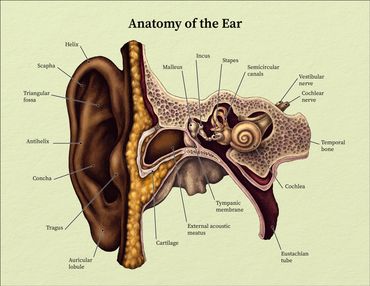 Anatomy of the Outer, Middle, and Inner Ear
