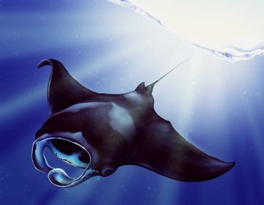 Manta Ray