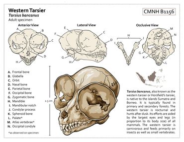 Skull Anatomy of the Western Tarsier