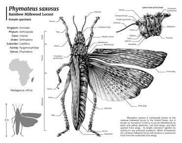 Phymateus saxosus Study